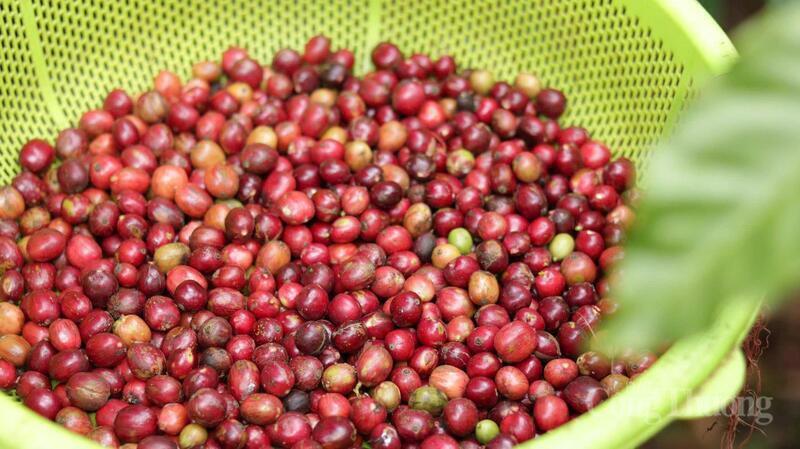 thuong-vu-viet-nam-tai-algeria-ho-tro-doanh-nghiep-xuat-khau-sang-chau-phi