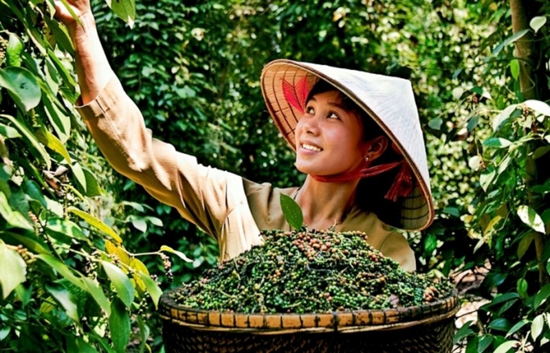 quy-tac-xuat-xu-hang-hoa-chia-khoa-uu-dai-fta-cho-ho-tieu-viet
