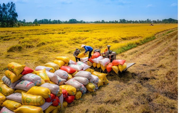 gia-gao-xuat-khau-cua-viet-nam-tiep-tuc-tang
