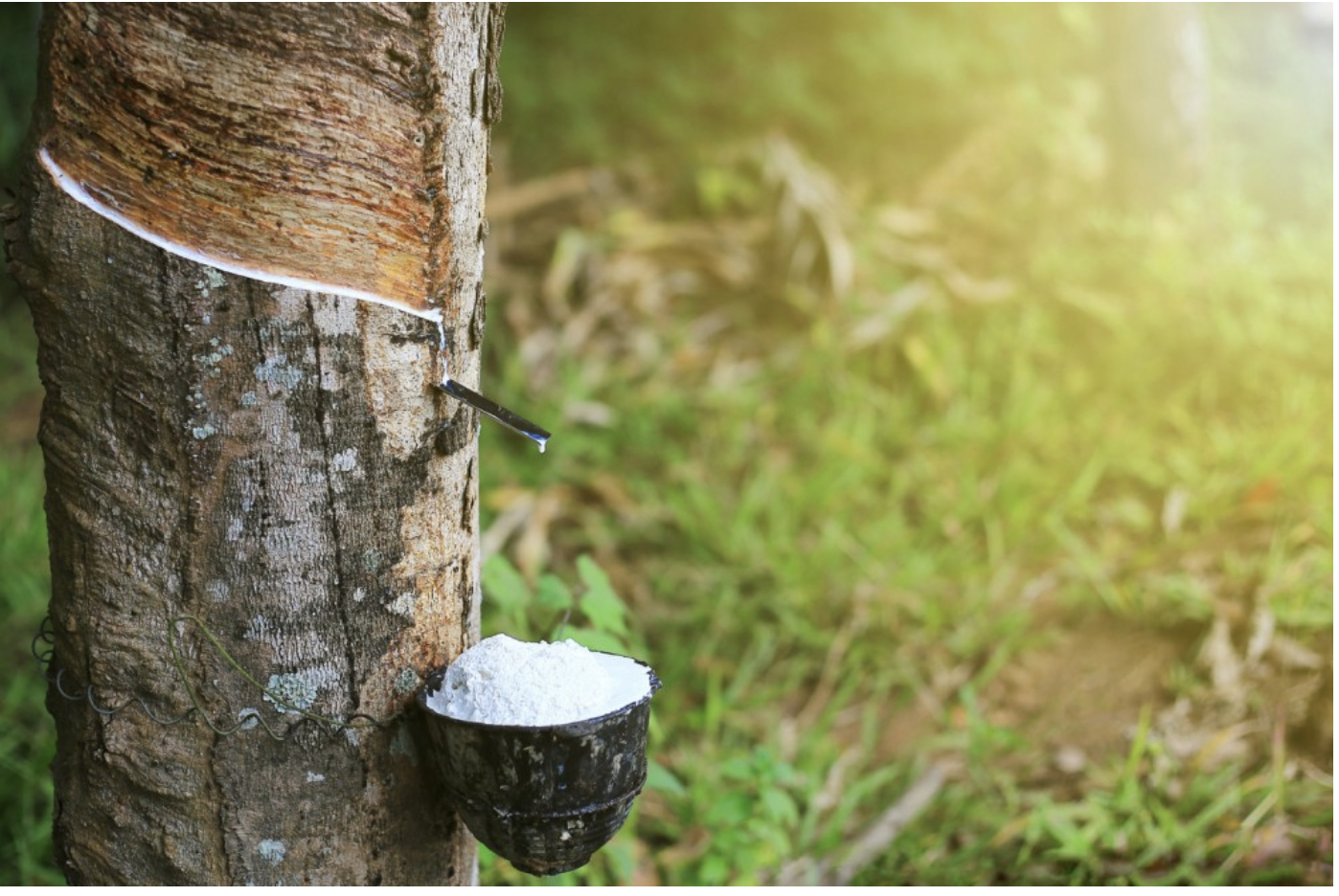 loi-nhuan-dn-cao-su-va-sam-lop-2-sac-thai-doi-lap-chi-vi-1-nguyen-nhan