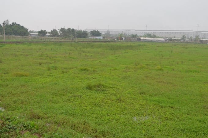 Đề nghị không miễn thuế đất nông nghiệp được giao nhưng bỏ hoang