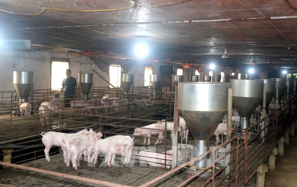 Doanh nghiệp chăn nuôi Việt Nam tăng tốc theo mô hình công nghệ cao