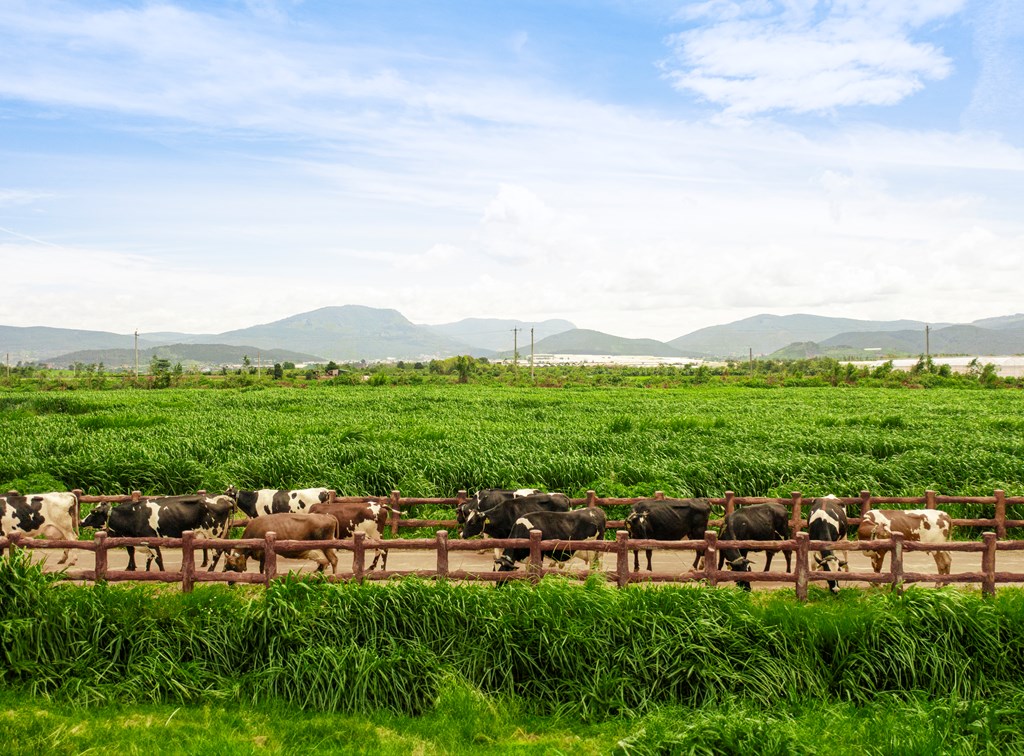 Vinamilk vào Top 10 toàn cầu, xếp hạng thương hiệu sữa xuất sắc nhất thế giới