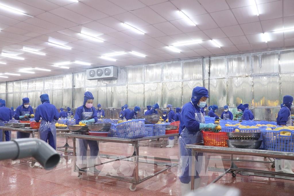 doanh-nghiep-ben-tre-sap-de-tho-30-dieu-kien-kinh-doanh-bi-xoa-bo