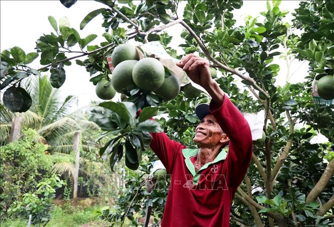 them-loi-the-canh-tranh-cho-hang-viet-khi-xuat-khau-sang-ha-lan