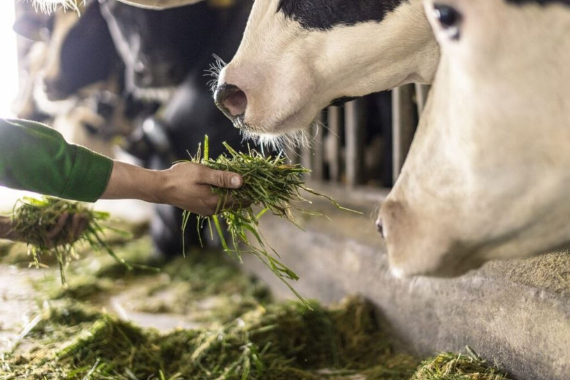 Vinamilk Green Farm dưới lăng kính phát triển bền vững có gì đặc biệt?