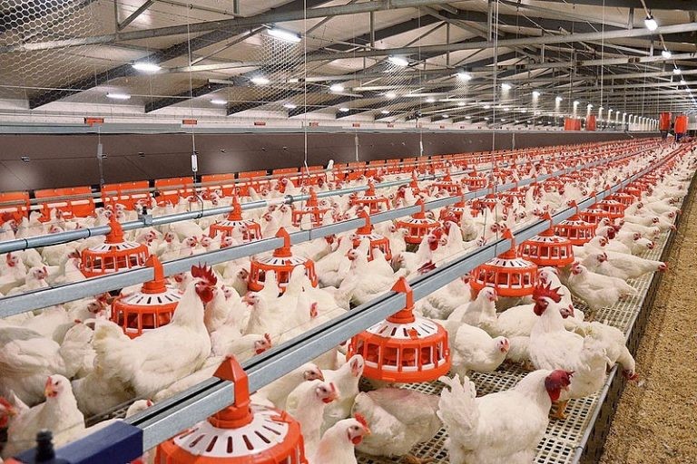 gia-tri-nganh-chan-nuoi-chiem-tren-26-gdp