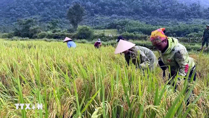 gia-lua-giam-nganh-nong-nghiep-neu-cac-giai-phap-ho-tro-nong-dan