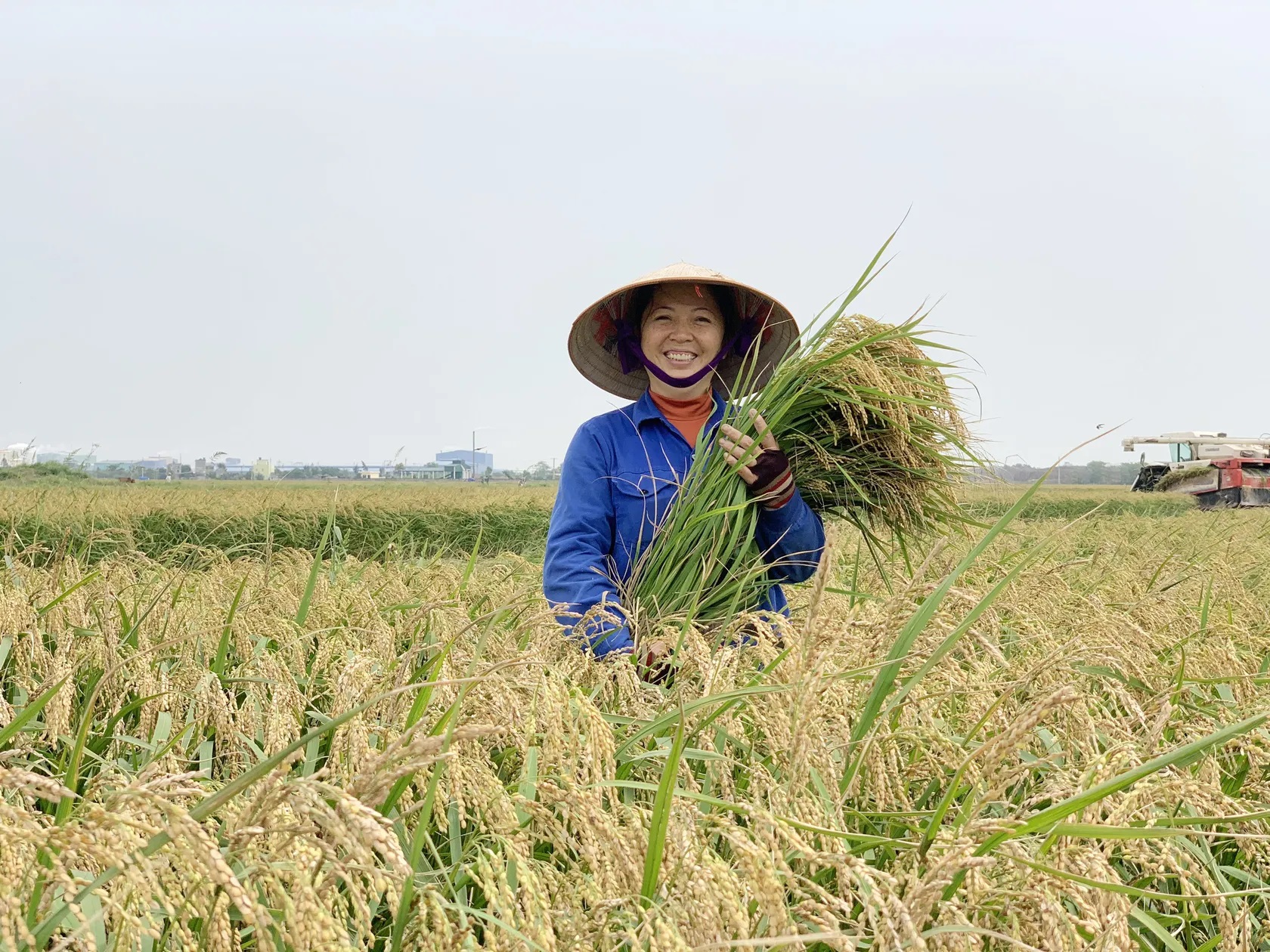 hinh-thanh-thuong-hieu-gao-viet-tu-san-xuat-xanh-ben-vung