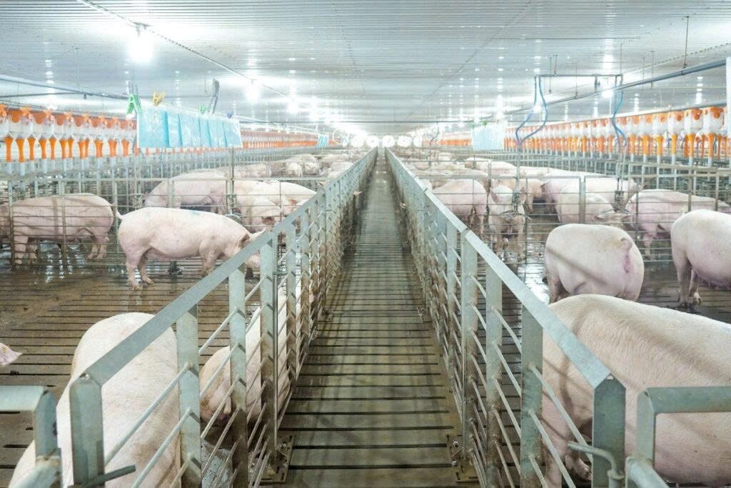 Nhiều doanh nghiệp công nghiệp "lấn sân" sang chăn nuôi