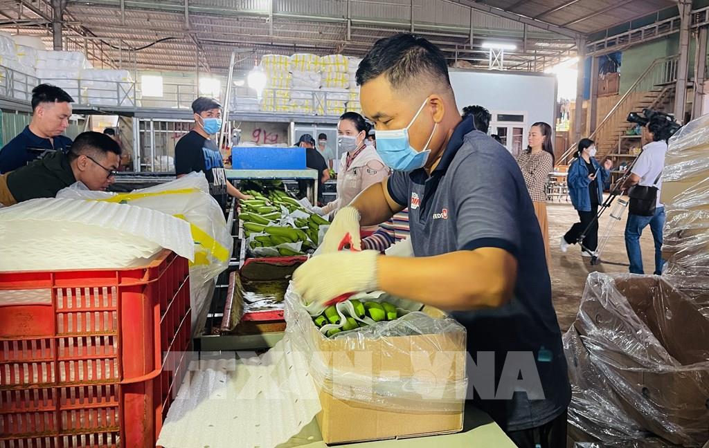 Xuất khẩu nông sản: Chuẩn hóa chuỗi cung ứng, vượt rào cản kỹ thuật SPS