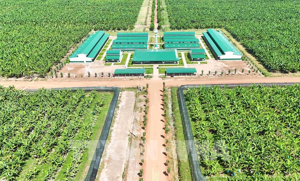 doanh-nghiep-viet-nam-dau-tu-du-an-nong-nghiep-cong-nghe-cao-quy-mo-lon-tai-campuchia