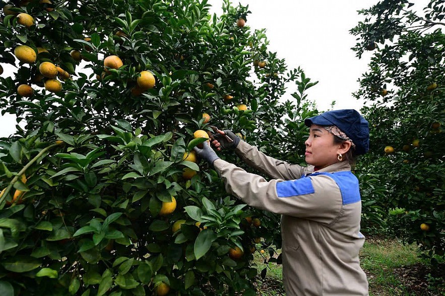 sua-chinh-sach-bao-hiem-nong-nghiep-nham-mo-rong-do-phu
