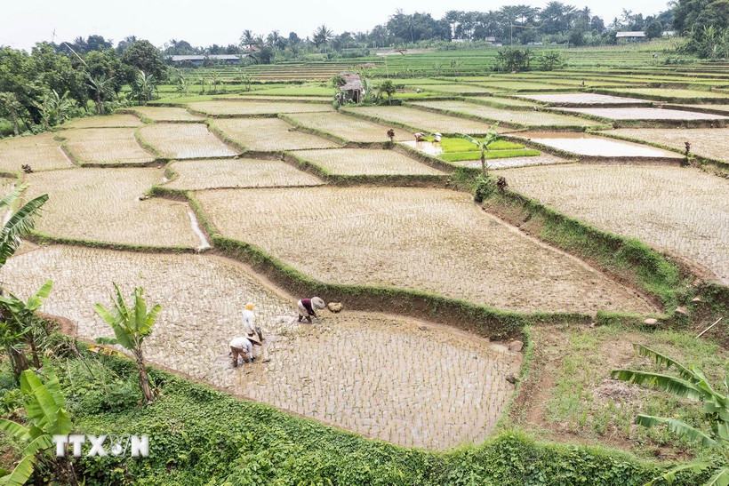 apec-keu-goi-no-luc-an-ninh-luong-thuc-toan-cau-vi-tuong-lai-ben-vung