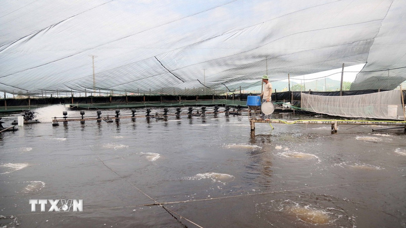 nuoi-tom-cong-nghe-cao-nong-dan-quang-tri-lai-hon-4-ty-dong-moi-nam