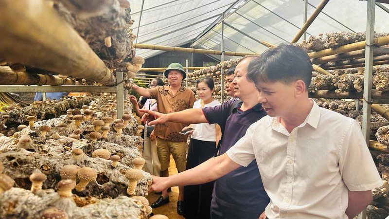 cao-bang-dua-san-pham-ocop-tiep-can-thi-truong-lon-hon