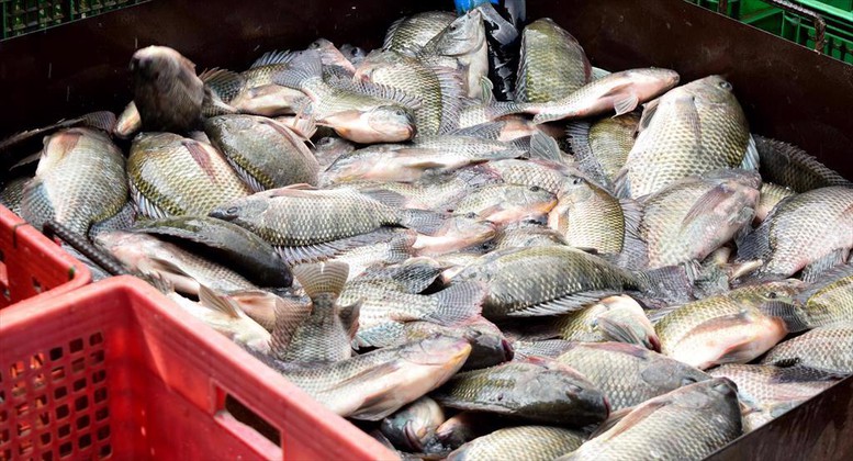 san-xuat-ca-ro-phi-co-hoi-va-chien-luoc-phat-trien-ben-vung