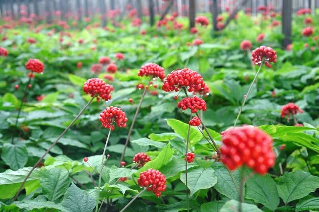 THACO AGRI đề xuất hai dự án trồng sâm Ngọc Linh, dược liệu quy mô 3.800ha tại Đà Nẵng