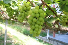 phat-trien-nong-nghiep-xanh-can-nguon-von-khoi-dong-du-manh