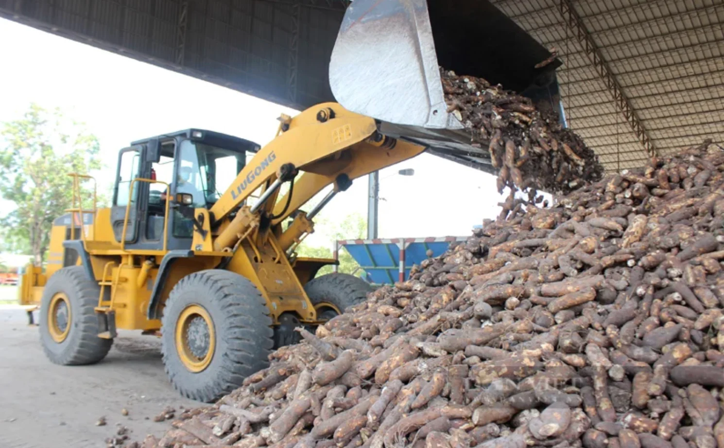 Xăng E10: Cơ hội biến cây sắn thành ‘mỏ vàng’ của nền kinh tế xanh