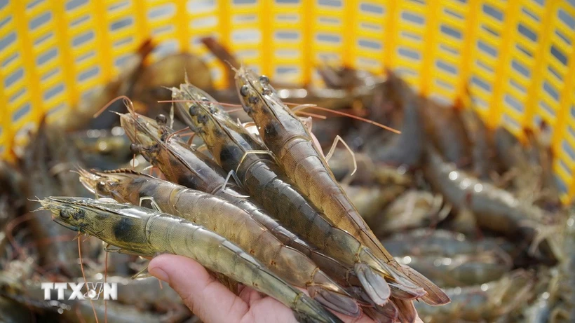 tom-viet-vao-cuoc-dua-xanh-nang-gia-tri-trong-chuoi-cung-ung-thuy-san-toan-cau