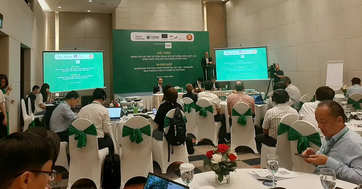 rong-duong-xuat-khau-cho-gao-giam-phat-thai