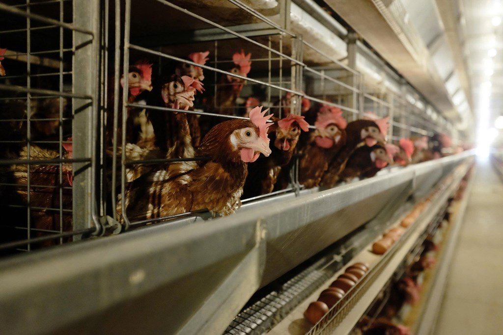 Gia cầm Hòa Phát tăng trưởng lợi nhuận 135% nhờ giá trứng hồi phục