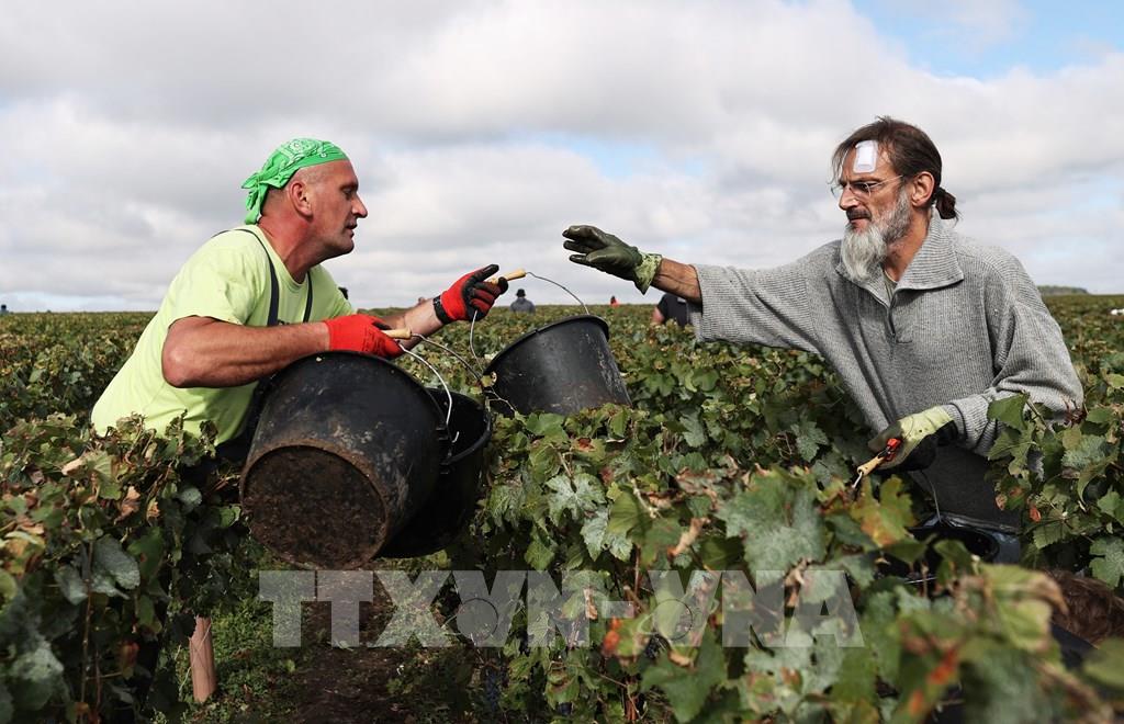 Tài trợ nông nghiệp: Thế khó của EU