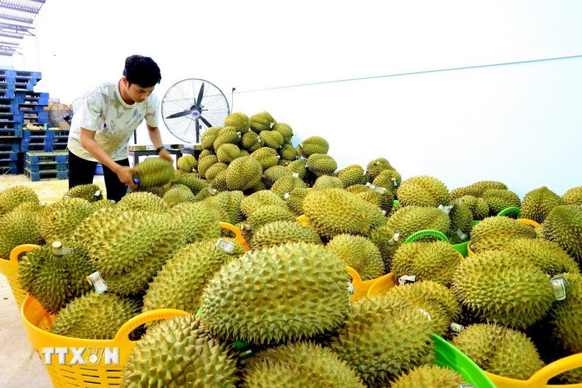 rau-qua-viet-tang-toc-tien-toi-muc-tieu-xuat-khau-10-ty-usd