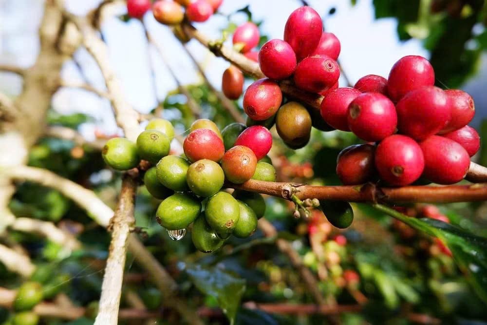 Nguồn cung dồi dào gây sức ép lên thị trường cà-phê