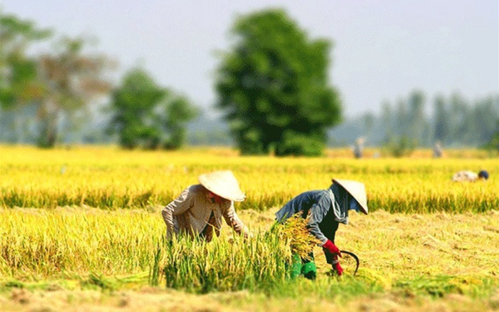 doanh-nghiep-co-duoc-chuyen-dat-trong-cay-lau-nam-thanh-dat-o