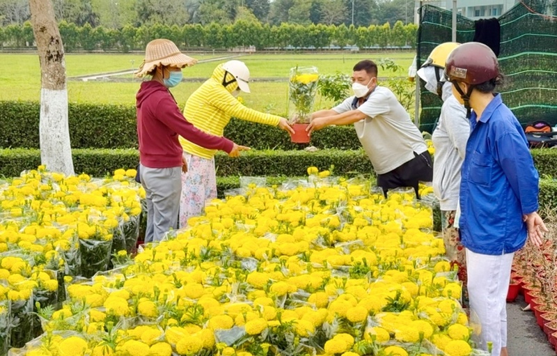 Vĩnh Long: Thị trường hoa kiểng cao điểm, nguồn cung sẵn sàng dịp Tết