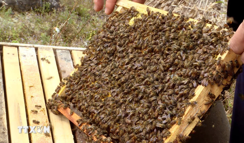 nuoi-ong-bac-ha-thoi-cong-nghe-so-tren-cao-nguyen-da-dong-van