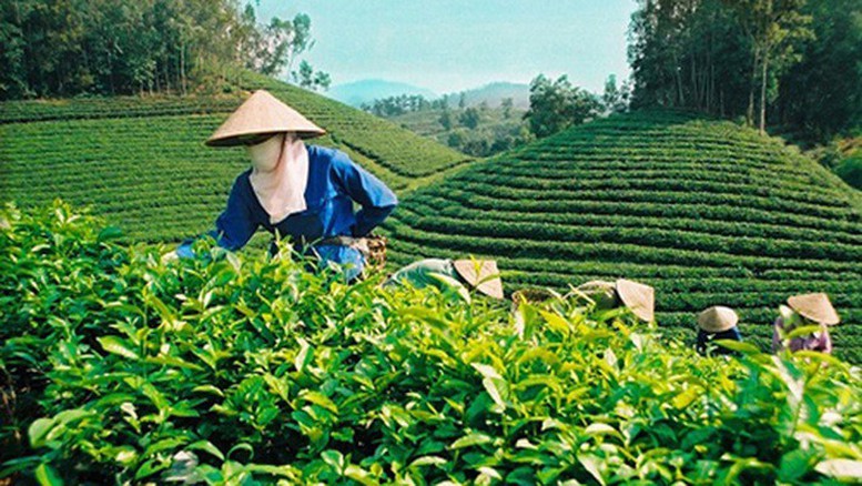 Đề xuất quy định mới về tổ hợp tác