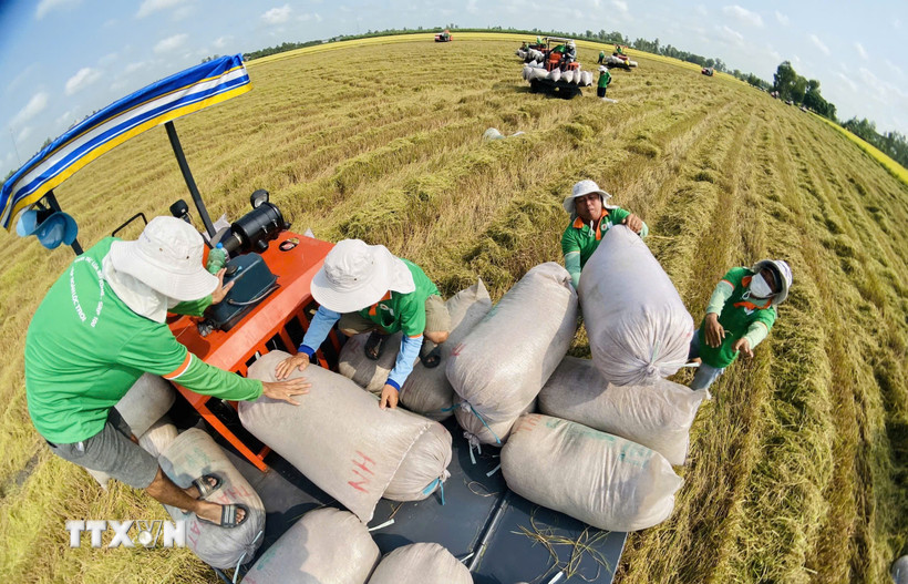 Đề án 1 triệu hécta lúa chất lượng cao: Bước chuyển lớn cho ngành lúa gạo "cất cánh"