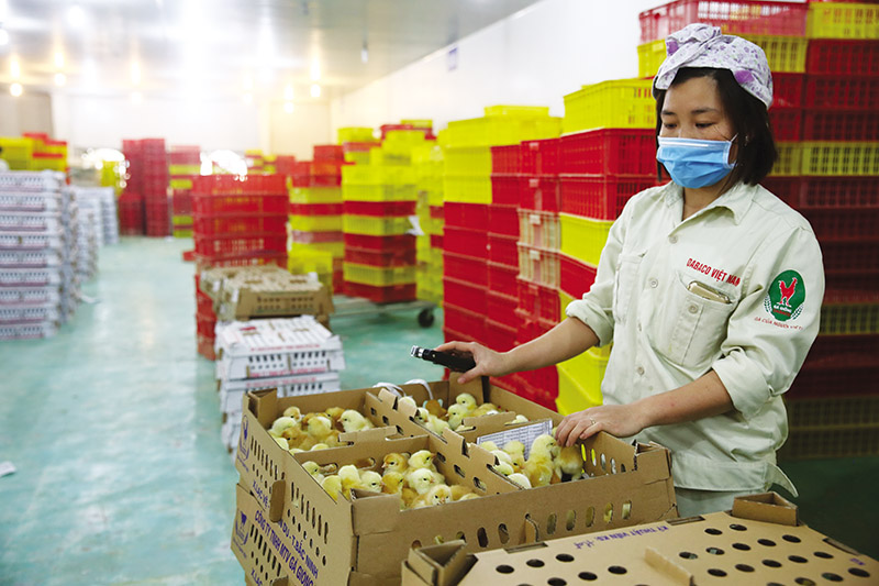 a t6 Lê Toàn_DABACO VIETNAM (1).jpg