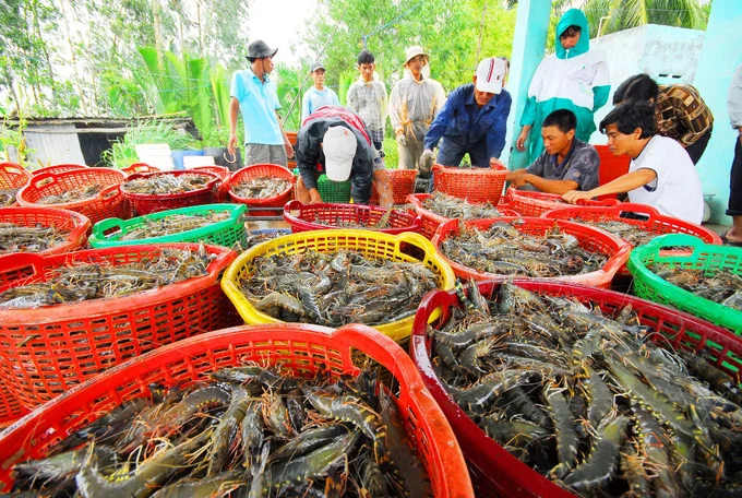 132 doanh nghiệp tôm Việt Nam gánh mức thuế chống bán phá giá mức "kịch khung"