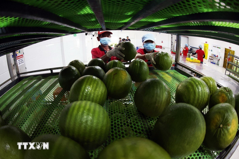 Gia cố "nền" chuỗi giá trị cho rau quả Việt Nam