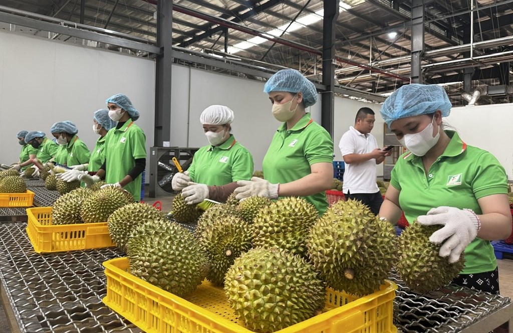 Lập “lá chắn” liên ngành bảo vệ chuỗi giá trị sầu riêng