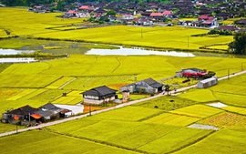 Điều kiện, thủ tục chuyển đất trồng lúa sang đất ở nông thôn