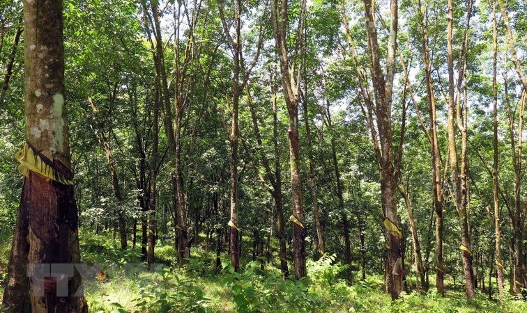 nganh-cao-su-tim-loi-giai-de-khai-thac-tin-chi-carbon