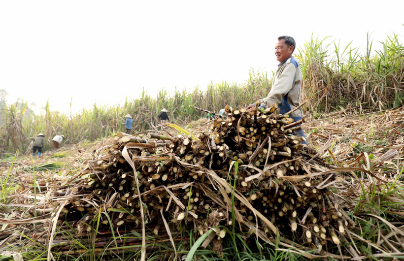 tuyen-quang-nguoi-nong-dan-ron-rang-vao-vu-thu-hoach-mia