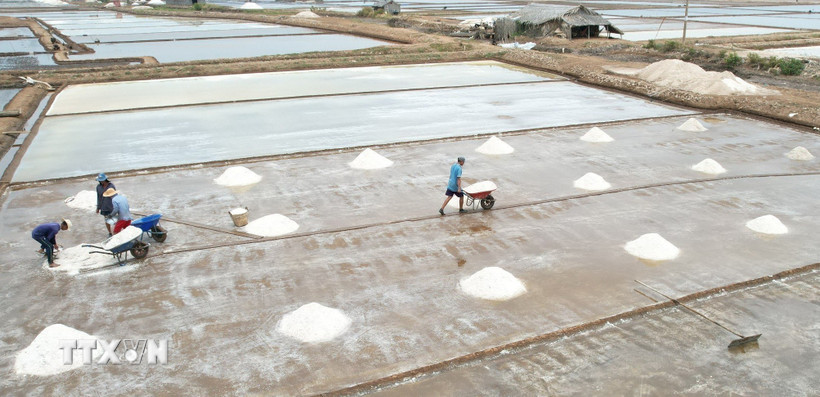 ca-mau-gia-muoi-cao-thuc-day-nguoi-dan-san-xuat-vu-moi