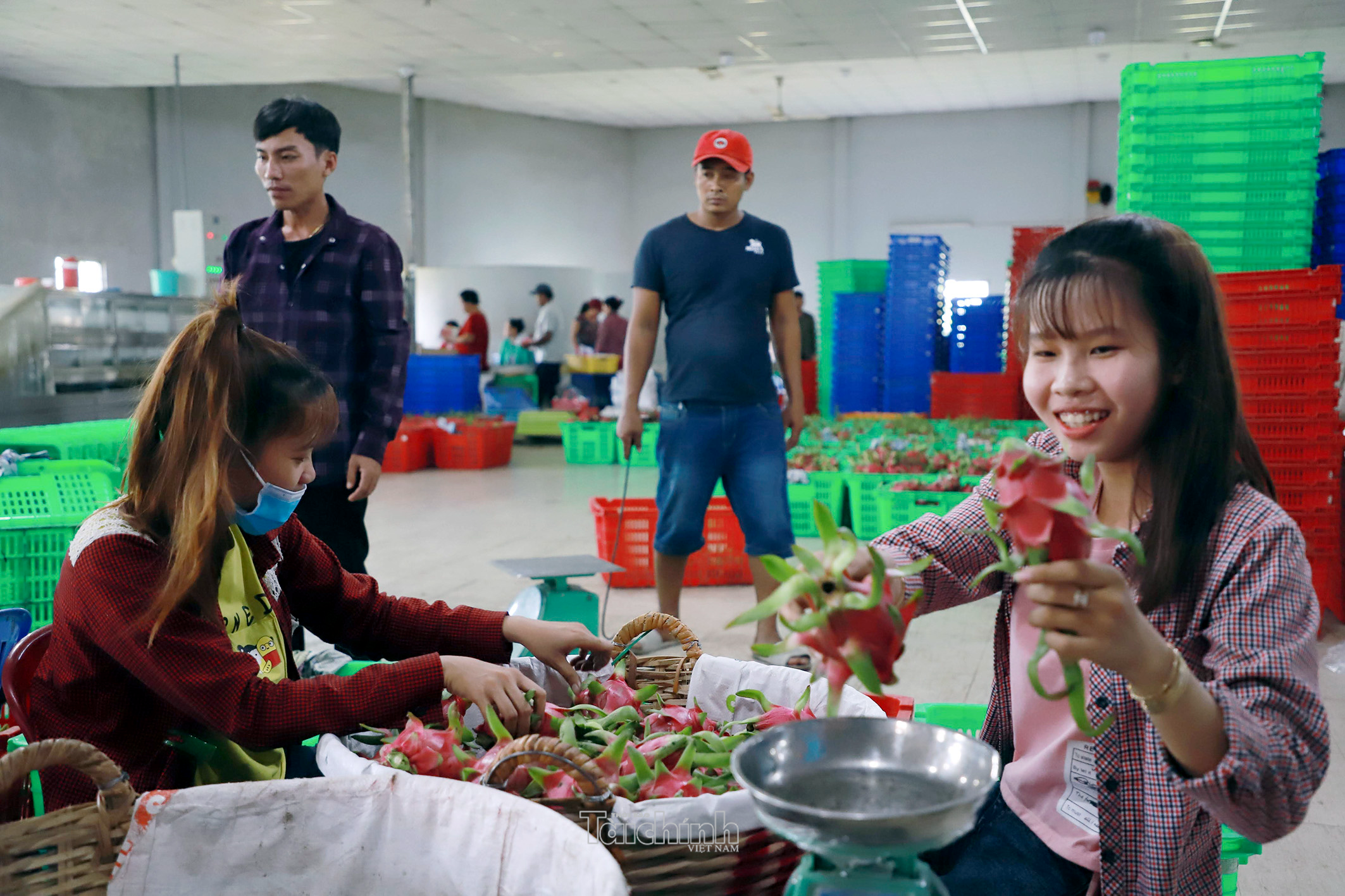 Hàng loạt thị trường siết quy định SPS, doanh nghiệp xuất khẩu chủ động điều chỉnh và thích ứng