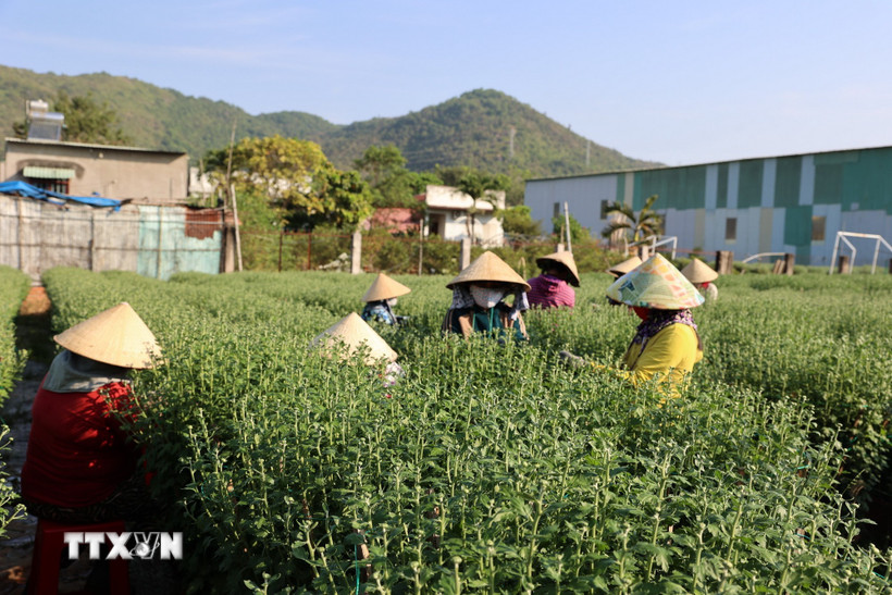 thanh-pho-ho-chi-minh-cac-nha-vuon-tat-bat-chuan-bi-phuc-vu-thi-truong-hoa-tet