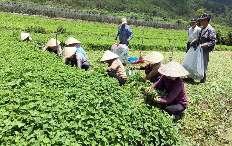 to-hop-tac-duoc-huong-cac-chinh-sach-nhu-hop-tac-xa